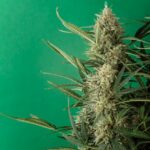 Сорт конопли Purple Ryder regular от производителя Ganja Seeds img-1485.jpg