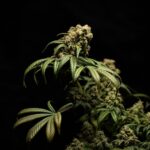 Покупка семян конопли в Украине img-1979.jpg