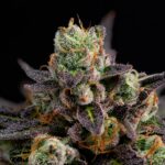 Выращивание марихуаны из семян img-2019.jpg