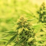 Купить семена конопли: подробное руководство для фермеров и садоводов img-2115.jpg