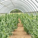 Купить марихуану в Тольятти img-2210.jpg