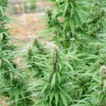 Особенности сорта Blue Thai feminised от Dinafem Seeds img-2253.jpg