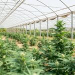 Выбор семян конопли для индорного выращивания img-2263.jpg