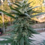 Выращивание конопли с нуля подготовка семян к посеву и уходу за сеянцами img-2303.jpg