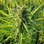 Выращивание конопли и выбор качественных семян для высокого урожая img-2390.jpg