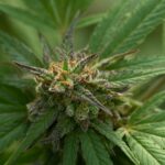 Сортовая марихуана и семена конопли для гровинга img-2402.jpg