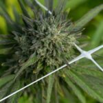 Купить гашиш в Челябинске img-2449.jpg