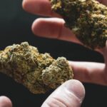 Сорт конопли Ocean Grown Cookies от Dinafem Seeds img-2564.jpg