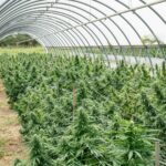 Семена конопли описание и выращивание рассады img-2674.jpg