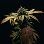 Проращивание семян марихуаны img-2713.jpg