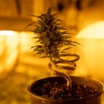 Семена конопли Blueberry Headband feminised Humboldt Seeds Описание и Характеристика img-2865.jpg