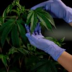 Конопля и законодательство вокруг нее img-443.jpg