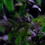 Выращивание конопли с нуля подготовка семян к посеву и создание оптимального микроклимата img-848.jpg