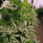 Купить спайс в Нижнем Новгороде безопасно и недорого img-9.jpg